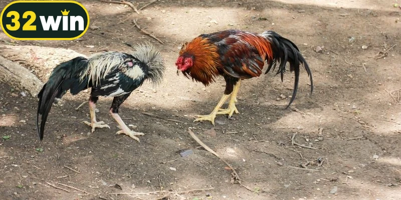 Đá gà C1