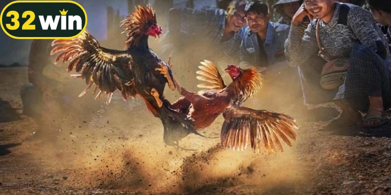 Đấu gà