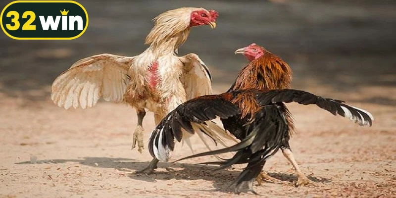 đá gà cựa dao