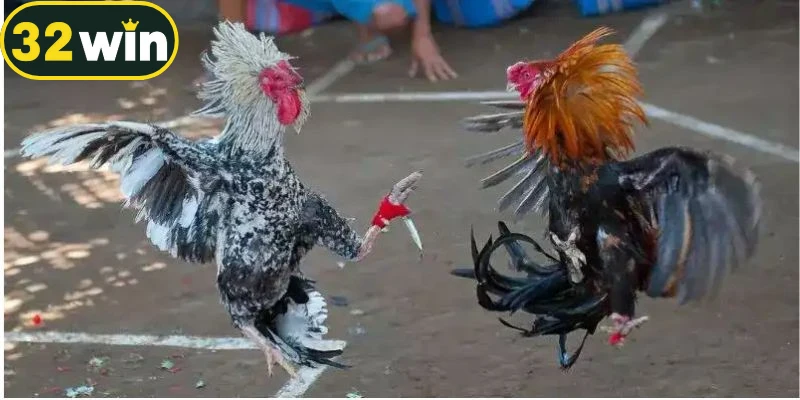 Đá gà cựa dao