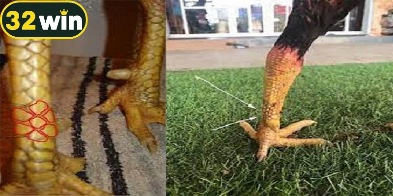 Gà vảy sắc